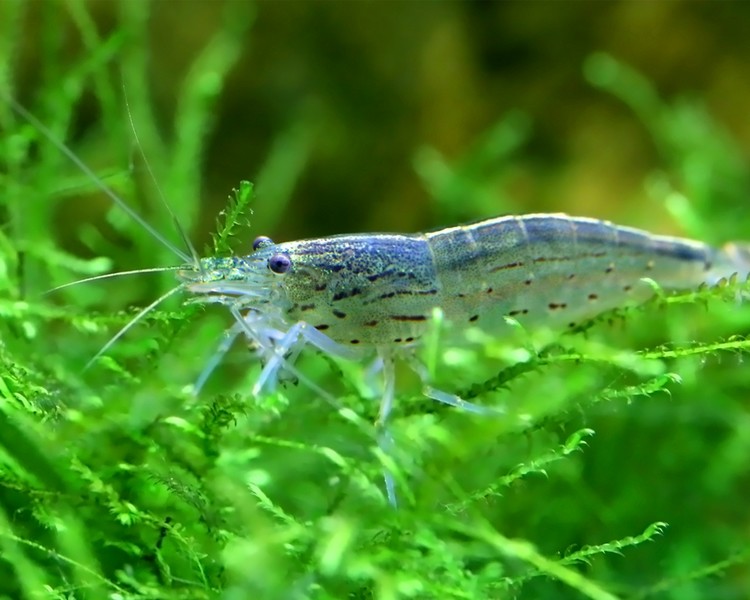 Yamato Amano Shrimp ~ 1-2cm